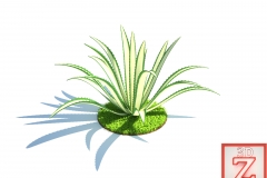 Agave americana_Logo