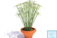 Cyperus-alternifolius_Logo