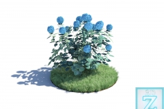 Hydrangea macrophylla_Logo