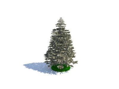 İğne Yapraklı Ağaç (Pinaceae)